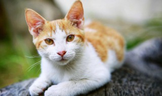 猫可以吃什么食物 宠物猫可以吃什么食物