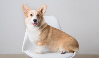 柯基犬吃什么食物好，柯基犬吃什么食物好拉肚子