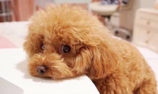 女人适合养什么狗狗 女人养个什么样的狗合适
