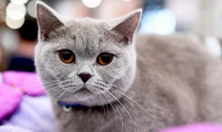 男生适合养什么猫，适合男生养的宠物猫