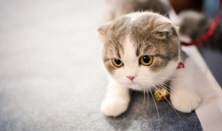 什么人适合养猫 什么人适合养猫咪