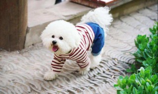 新手女生适合养什么狗（新手女生适合养什么狗新手最容易）