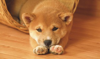 狼狗幼犬养殖方法和注意事项（养狼狗要注意什么）