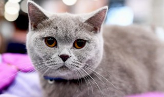 猫为什么喜欢被拍屁股