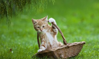 猫跳骚怎么彻底清除（宠物跳蚤怎么去除）