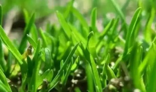 家庭杂草清除方法（杂草怎样快速清除）